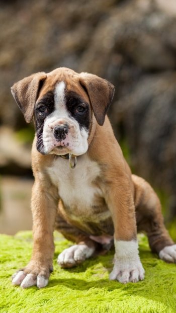 muzzle moss puppy dog Animal boxer (dog) Phone Wallpaper