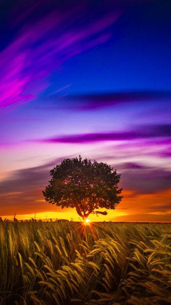 landscape cloud sky sunbeam wheat lonely tree tree field nature Phone Wallpaper