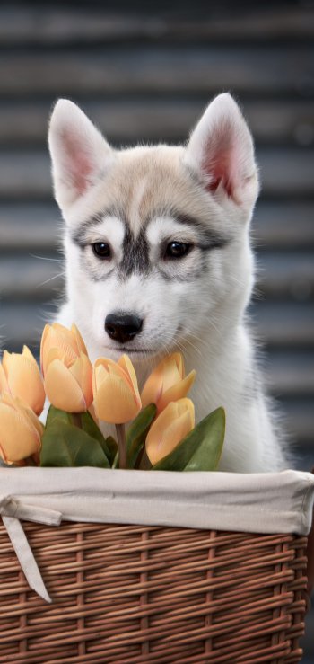 basket cute tulip dog husky Animal puppy Phone Wallpaper