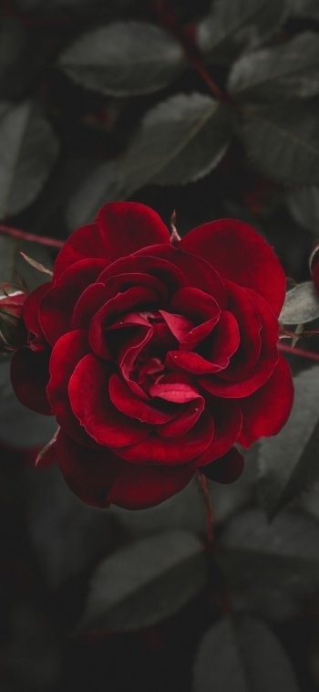  Red roses are beauty