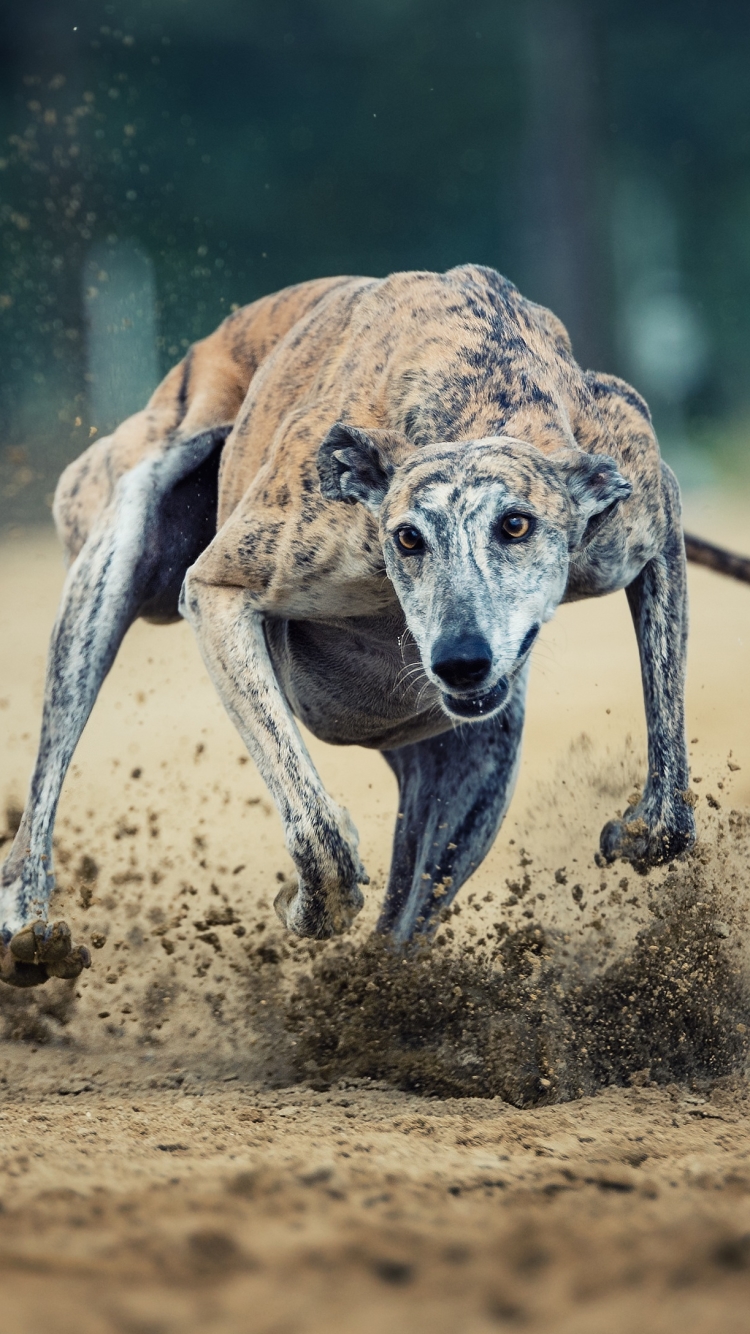 Greyhound Racing by Peter Kaul
