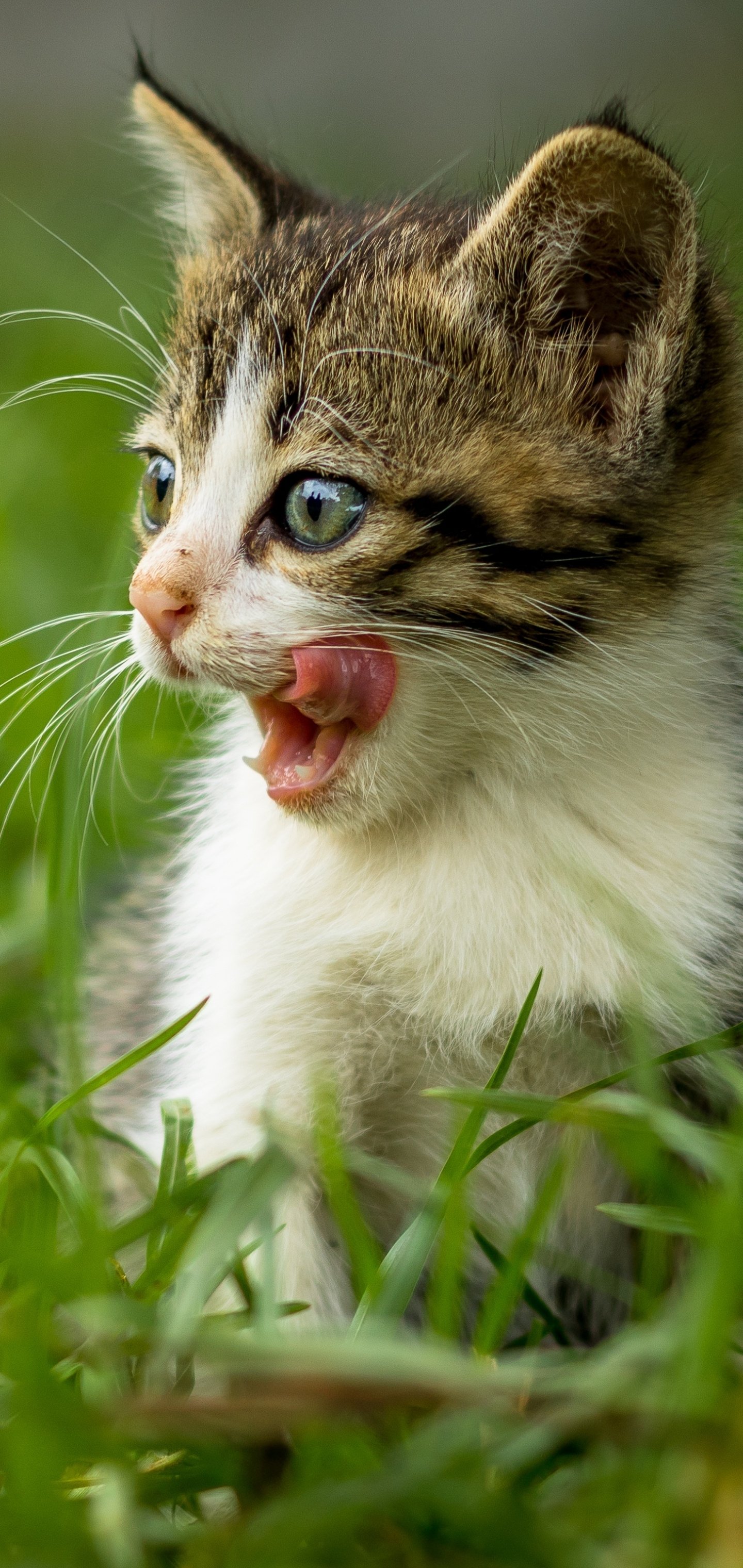 Download Baby Animal Kitten Grass Animal Cat Phone Wallpaper