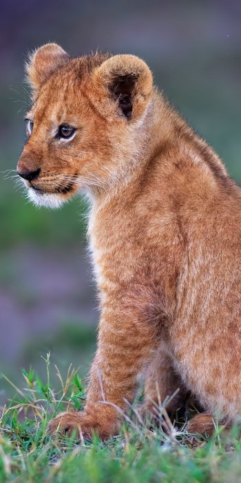 cub baby animal Animal lion Phone Wallpaper