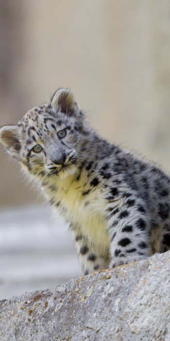 baby animal cub Animal snow leopard Phone Wallpaper
