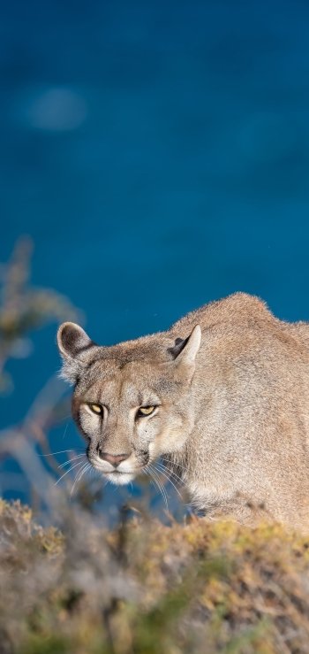 Animal cougar Phone Wallpaper