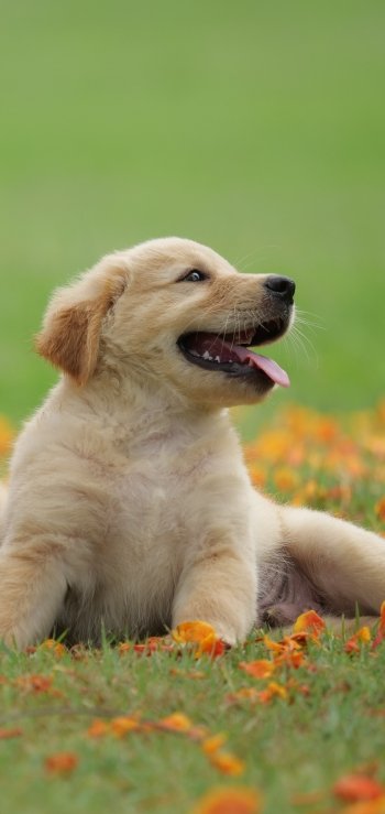 puppy baby animal dog Animal golden retriever Phone Wallpaper