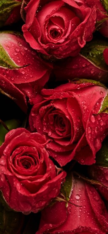 water drop pink flower flower nature rose Phone Wallpaper