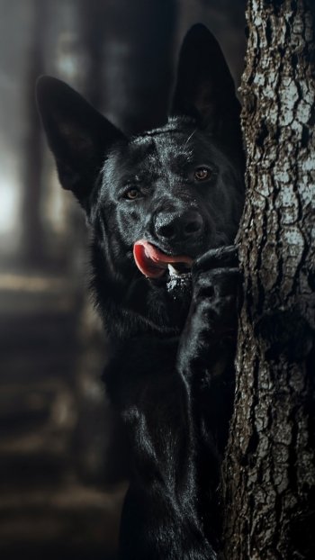  Black German Shepherd