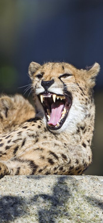 baby animal cub Animal cheetah Phone Wallpaper