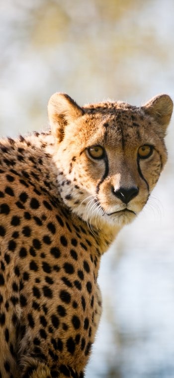 bokeh Animal cheetah Phone Wallpaper
