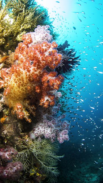 underwater fish sea life Animal coral Phone Wallpaper