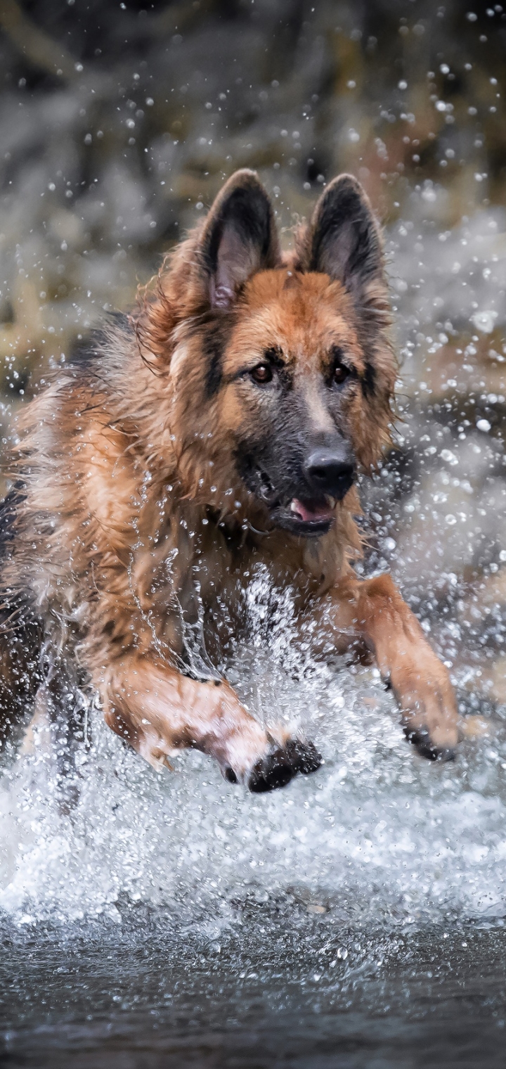 German Shepherd Phone Wallpaper