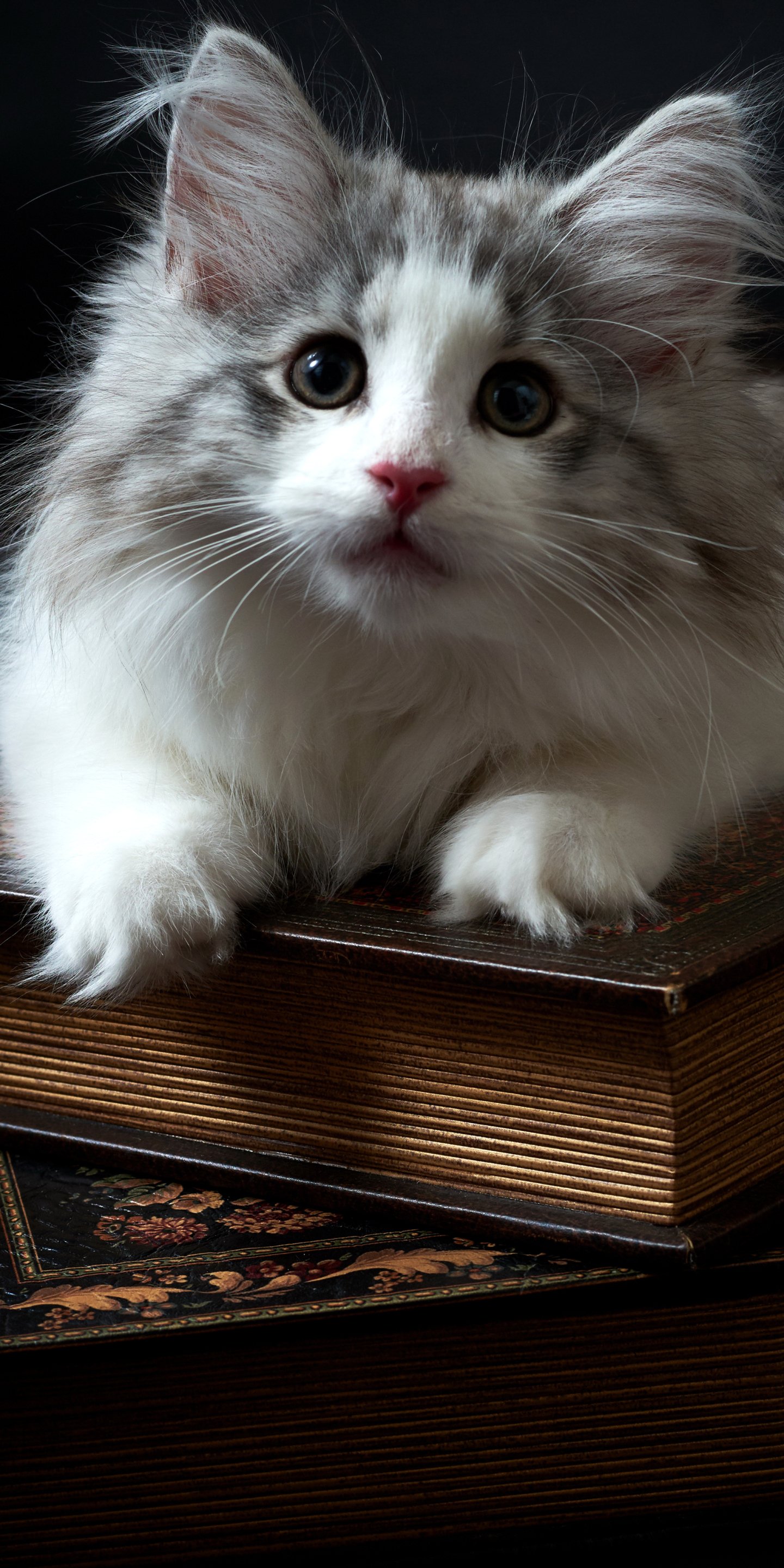 Download Kitten Animal Cat Phone Wallpaper