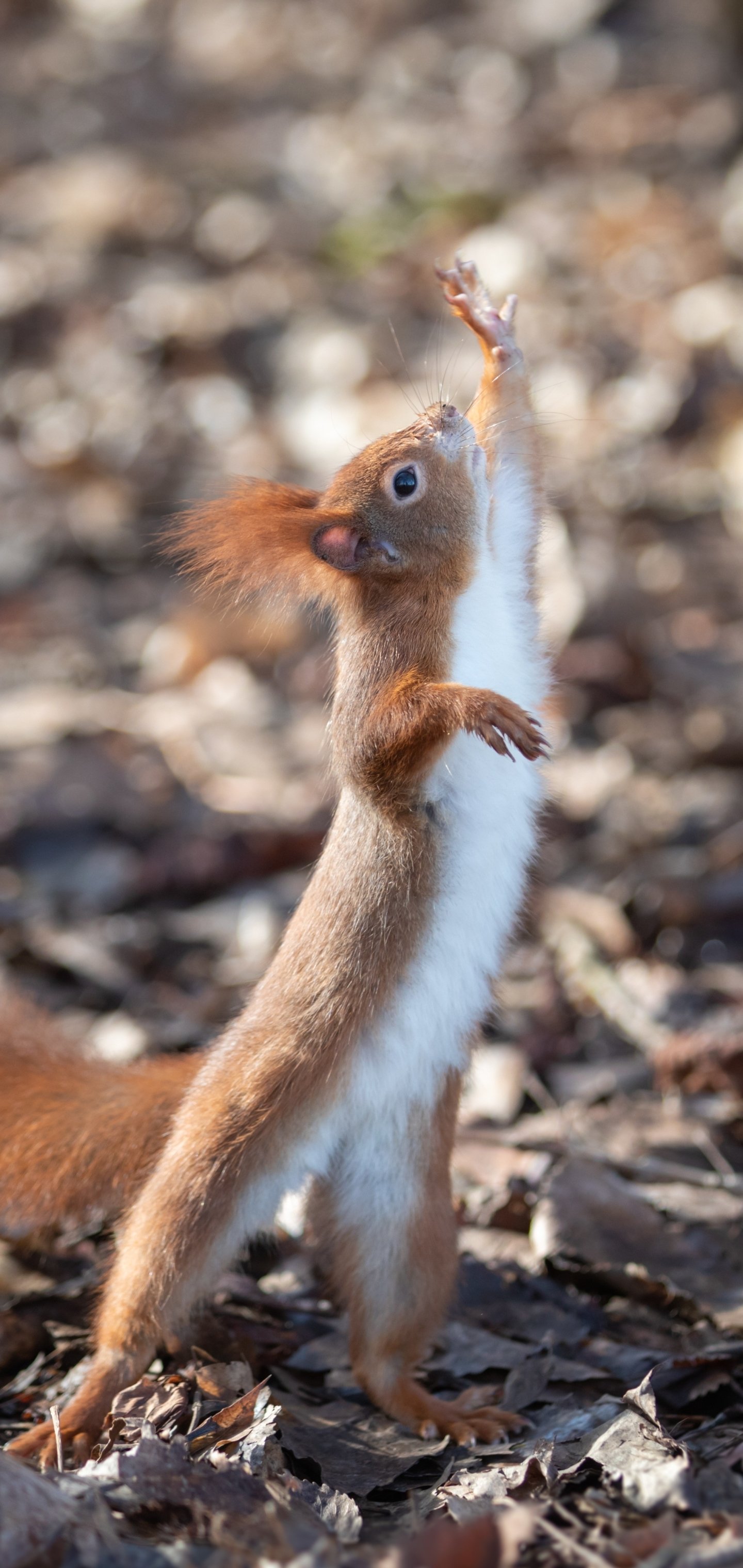 Download Rodent Animal Squirrel Phone Wallpaper