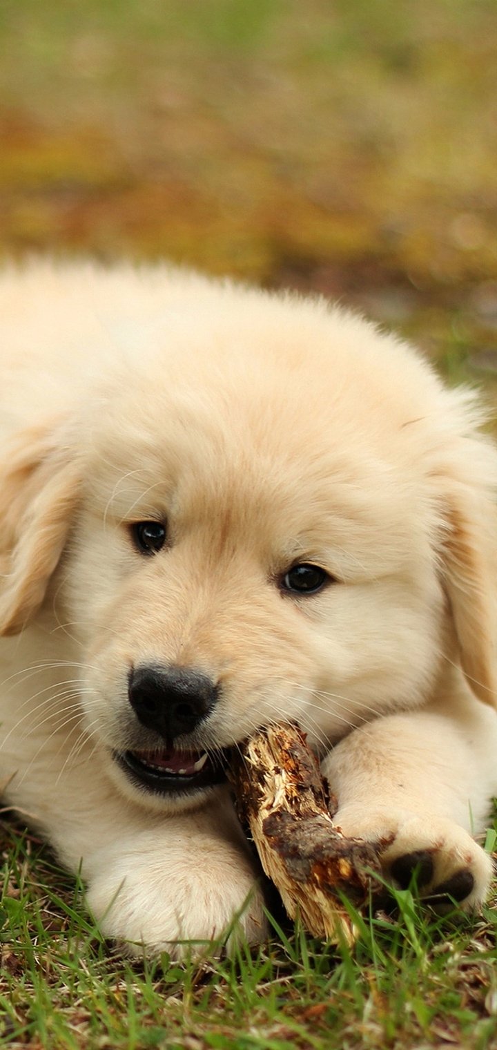 Download Puppy Baby Animal Dog Animal Golden Retriever Phone Wallpaper