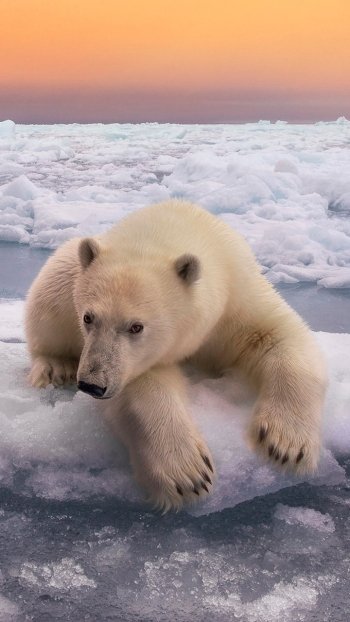 horizon ice Animal polar bear Phone Wallpaper