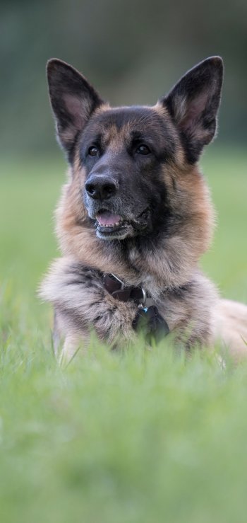 dog Animal german shepherd Phone Wallpaper