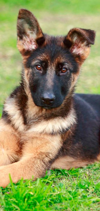 Animal german shepherd Phone Wallpaper