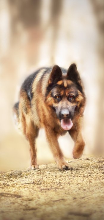 depth of field dog Animal german shepherd Phone Wallpaper