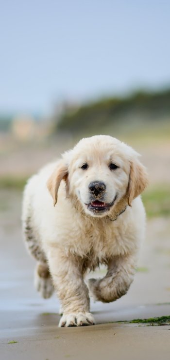 puppy baby animal dog sand depth of field Animal golden retriever Phone Wallpaper