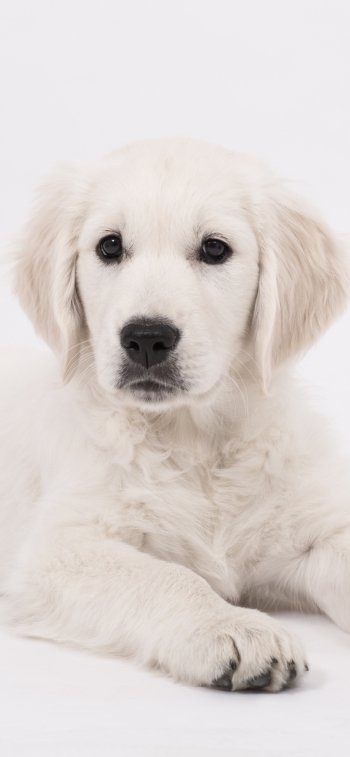  Cute Golden Retriever Puppy by Nick_H