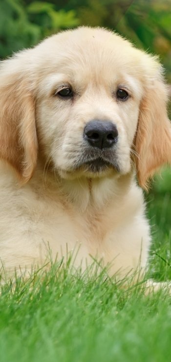 puppy baby animal grass dog Animal golden retriever Phone Wallpaper