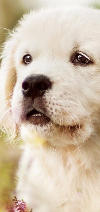 baby animal puppy dog Animal golden retriever Phone Wallpaper