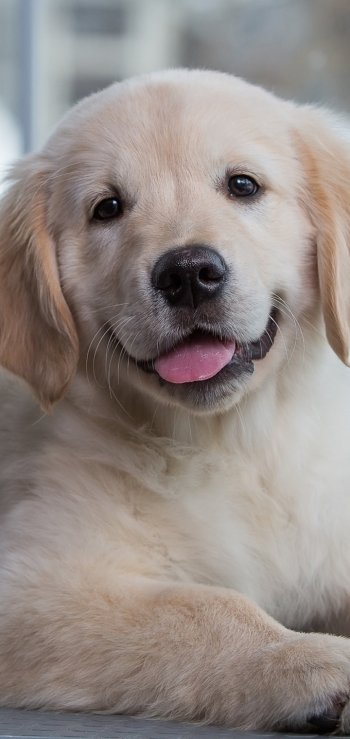  Golden Retriever Puppy