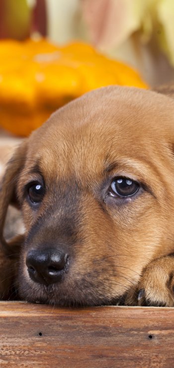 baby animal puppy muzzle dog Animal golden retriever Phone Wallpaper