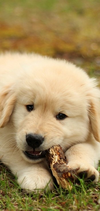 puppy baby animal dog Animal golden retriever Phone Wallpaper