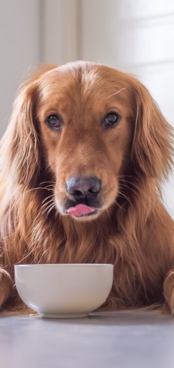dog Animal golden retriever Phone Wallpaper