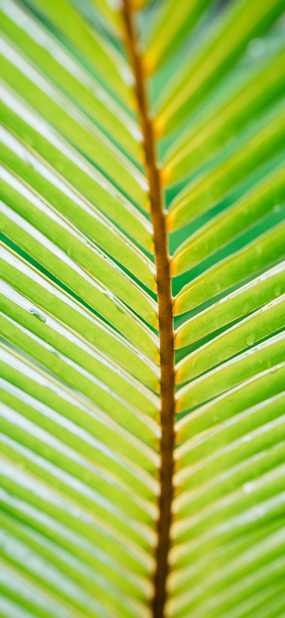 Download Nature Leaf Phone Wallpaper