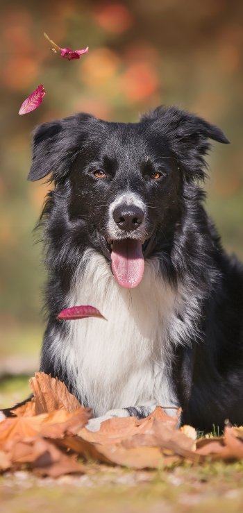 dog Animal border collie Phone Wallpaper