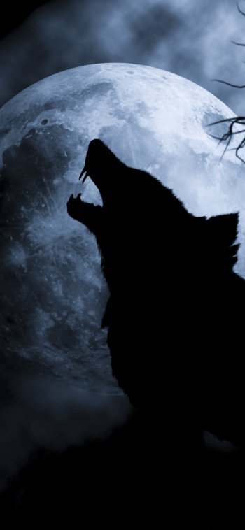  Wolf Howling At The Moon
