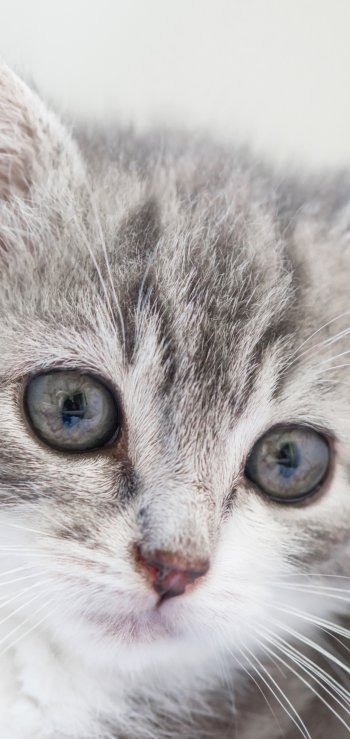 kitten baby animal Animal cat Phone Wallpaper