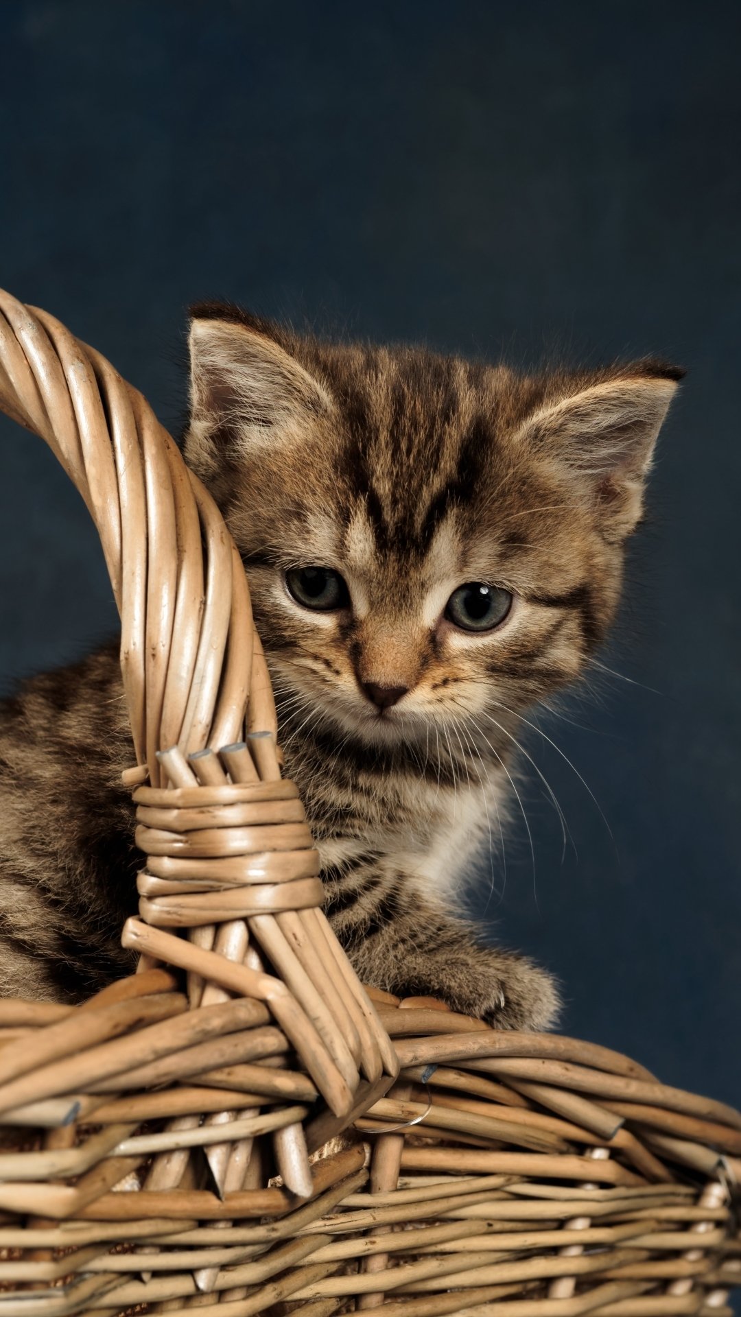 Download Kitten Baby Animal Animal Cat Phone Wallpaper