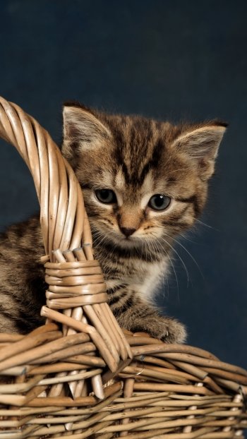 kitten baby animal Animal cat Phone Wallpaper