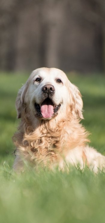 depth of field grass dog Animal golden retriever Phone Wallpaper