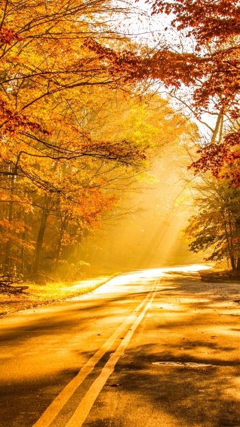  Sun Shining on Autumn Road