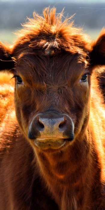 Animal cow Phone Wallpaper