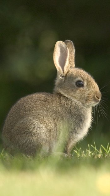 Animal rabbit Phone Wallpaper