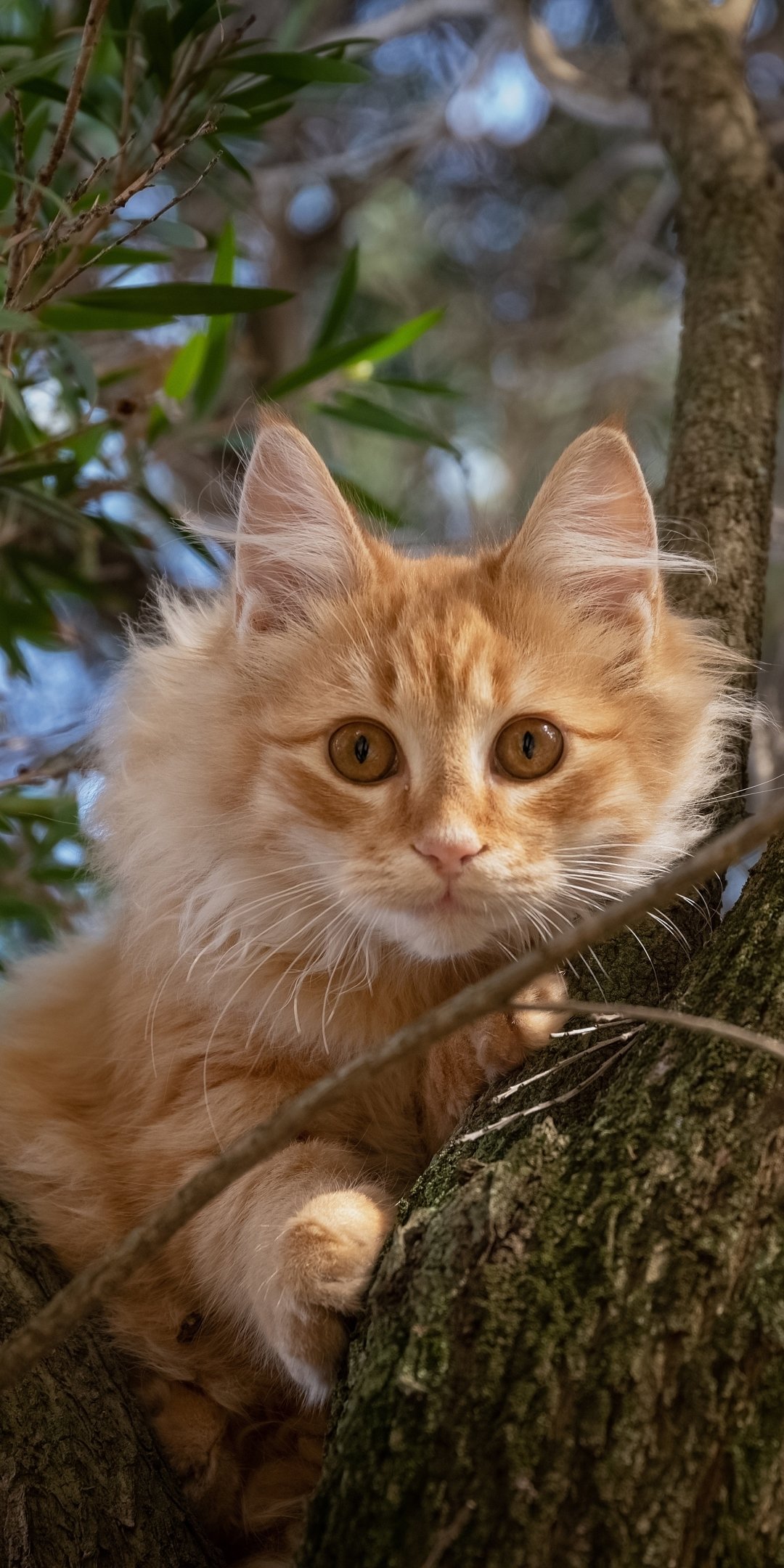 Phone wallpaper of an orange long-haired cat (Animal) staring intently from a tree branch, golden eyes focused, framed by leaves and dappled sunlight.