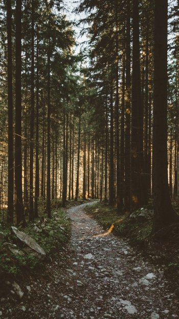 forest nature path Phone Wallpaper