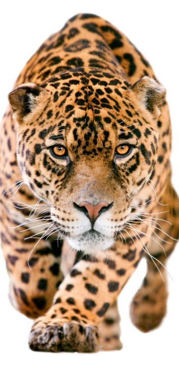 muzzle Animal jaguar Phone Wallpaper