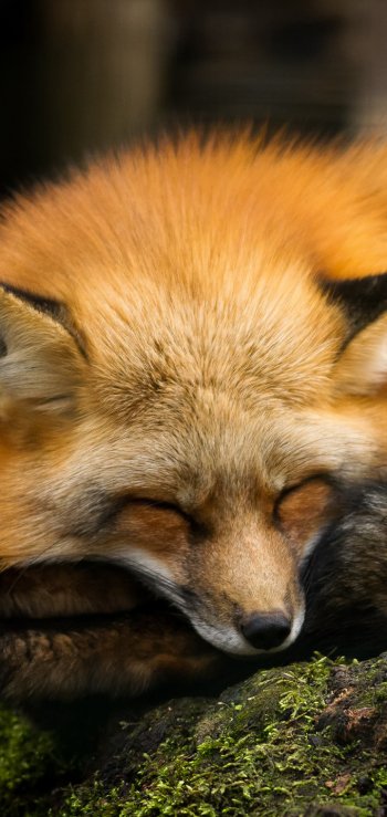 cute sleeping Animal fox Phone Wallpaper