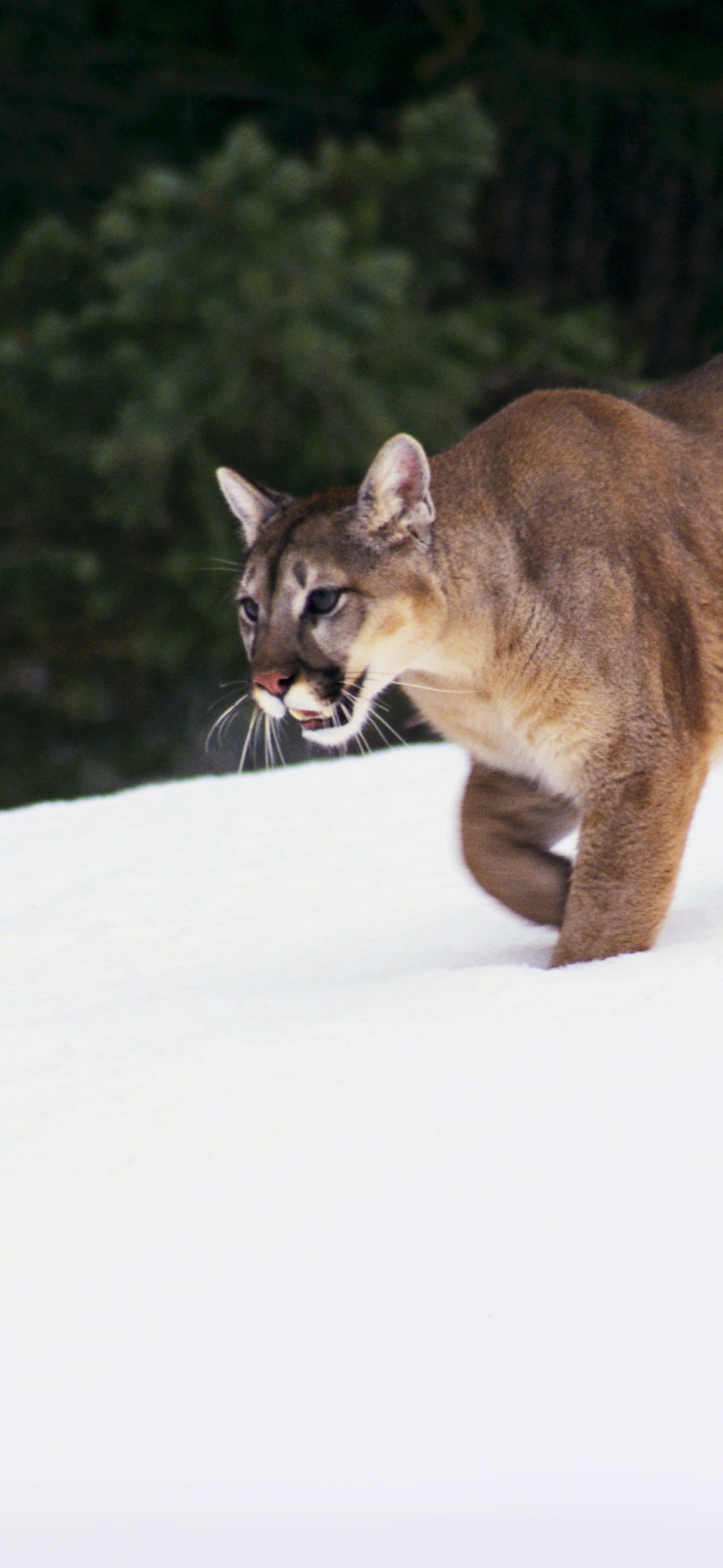 Download Animal Cougar Phone Wallpaper - Mobile Abyss