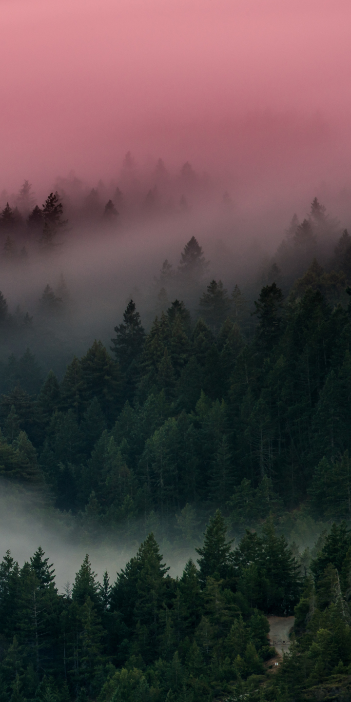 Foggy Forest by Kurt Bartolome