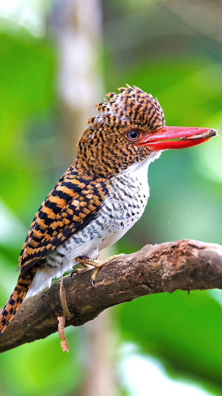 Female Banded Kingfisher by Andy_LYT