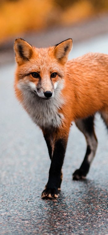 Animal fox Phone Wallpaper