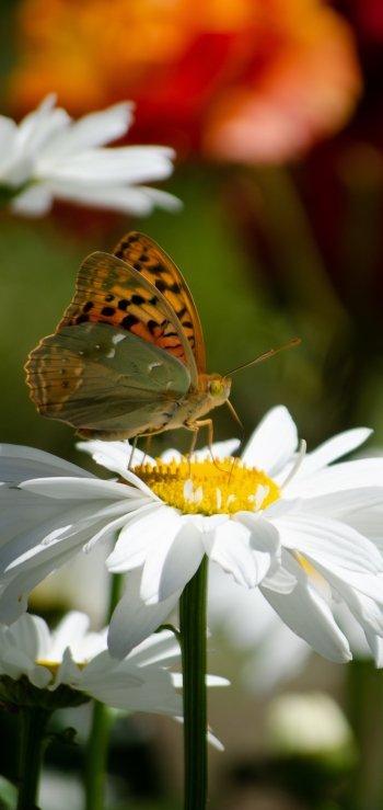 insect white flower chamomile nature flower macro summer Animal butterfly Phone Wallpaper